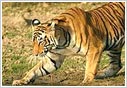 Ranthambore