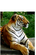 Go to: Wildlife Category Finalists