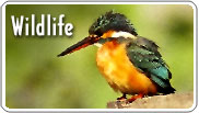 All things wild and beautiful - the jungle, its inhabitants, the toss of a feather, the roar of a cat