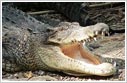 Mini Zoo in Port Blair