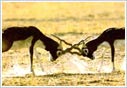 Namdapha national Park