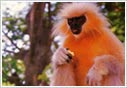 Wildlife Assam
