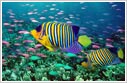 Scuba Diving in Andaman