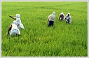 Rice Cultivation