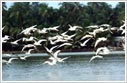 Sunderbans Birds