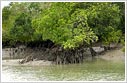 Sunderbans Mangroves