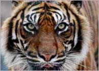 India Wildlife Picutres