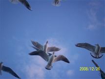 <div class="gallery_cyan" style="margin-top:79px;">   <p style="text-align:left;">       <a href="21441-diu-travel-photo.html">Fly high</a><br />Monday, February 08, 2010, <a href="../profiles/briefbio.aspx?ID=72689" rel="nofollow">by Awyakta</a>   </p>   <div class="block Whiteverdana12">Click on Photos to change</div></div>