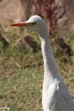 <div class="gallery_cyan" style="margin-top:79px;">   <p style="text-align:left;">       <a href="21718-sariska-travel-photo.html">Sariska-9</a><br />Wednesday, March 10, 2010, <a href="../profiles/briefbio.aspx?ID=266385" rel="nofollow">by mohanjeet kukreja</a>   </p>   <div class="block Whiteverdana12">Click on Photos to change</div></div>