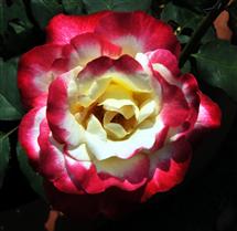 <div class="gallery_cyan" style="margin-top:79px;">   <p style="text-align:left;">       <a href="29925-mumbai-travel-photo.html">Rose Show in Mumbai</a><br />Sunday, January 29, 2012, <a href="../profiles/briefbio.aspx?ID=11594" rel="nofollow">by Dr. Anand Amembal</a>   </p>   <div class="block Whiteverdana12">Click on Photos to change</div></div>