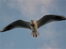 <div class="gallery_cyan" style="margin-top:79px;">   <p style="text-align:left;">       <a href="21443-dwarka-travel-photo.html">Fly High</a><br />Monday, February 08, 2010, <a href="../profiles/briefbio.aspx?ID=72689" rel="nofollow">by Awyakta</a>   </p>   <div class="block Whiteverdana12">Click on Photos to change</div></div>