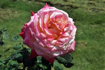 <div class="gallery_cyan" style="margin-top:79px;">   <p style="text-align:left;">       <a href="29924-mumbai-travel-photo.html">Rose Show at Mumbai</a><br />Sunday, January 29, 2012, <a href="../profiles/briefbio.aspx?ID=11594" rel="nofollow">by Dr. Anand Amembal</a>   </p>   <div class="block Whiteverdana12">Click on Photos to change</div></div>