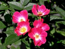 <div class="gallery_cyan" style="margin-top:79px;">   <p style="text-align:left;">       <a href="29926-mumbai-travel-photo.html">5 petals rose</a><br />Sunday, January 29, 2012, <a href="../profiles/briefbio.aspx?ID=11594" rel="nofollow">by Dr. Anand Amembal</a>   </p>   <div class="block Whiteverdana12">Click on Photos to change</div></div>