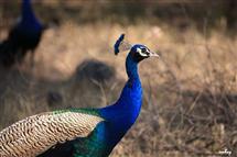 <div class="gallery_cyan" style="margin-top:79px;">   <p style="text-align:left;">       <a href="21720-sariska-travel-photo.html">Sariska-11</a><br />Wednesday, March 10, 2010, <a href="../profiles/briefbio.aspx?ID=266385" rel="nofollow">by mohanjeet kukreja</a>   </p>   <div class="block Whiteverdana12">Click on Photos to change</div></div>