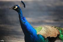 <div class="gallery_cyan" style="margin-top:79px;">   <p style="text-align:left;">       <a href="21719-sariska-travel-photo.html">Sariska-10</a><br />Wednesday, March 10, 2010, <a href="../profiles/briefbio.aspx?ID=266385" rel="nofollow">by mohanjeet kukreja</a>   </p>   <div class="block Whiteverdana12">Click on Photos to change</div></div>