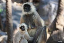 <div class="gallery_cyan" style="margin-top:79px;">   <p style="text-align:left;">       <a href="21721-sariska-travel-photo.html">Sariska-12</a><br />Wednesday, March 10, 2010, <a href="../profiles/briefbio.aspx?ID=266385" rel="nofollow">by mohanjeet kukreja</a>   </p>   <div class="block Whiteverdana12">Click on Photos to change</div></div>